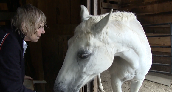 FROM THE HORSES BODY